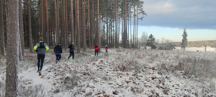 Personer som joggar i vinterskog med snötäckt mark och långsträckta tallar.