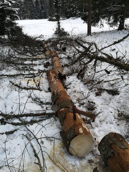 Nerhuggen gran med yxa i en snöklädd skog.