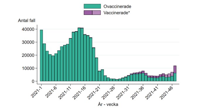 Stapeldiagram som visar antal fall av Covid-19 bland vaccinerade och ovaccinerade per vecka.