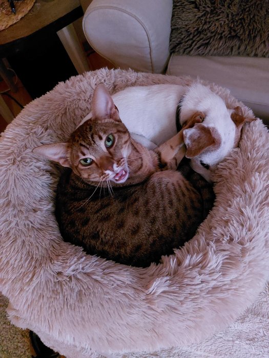 Katt och hund sover tätt ihop på en fluffig dyna, katten gapar och ser in i kameran.
