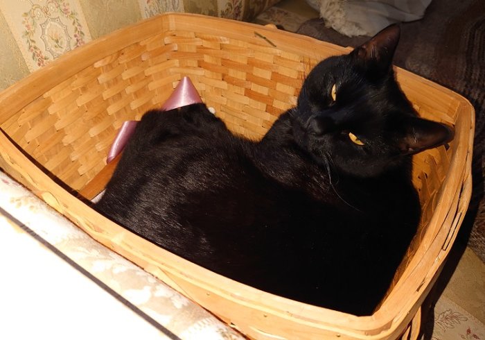 Svart katt som ligger i en flätad korg i solljus, ser bekväm och nöjd ut.
