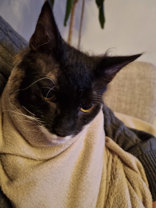 Svartvit katt insvept i en beige filt som en burrito, ser lite missnöjd ut.
