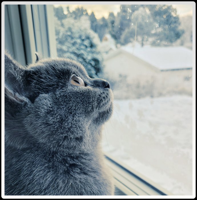 Grå katt tittar ut genom fönster på snötäckt landskap under andra advent.