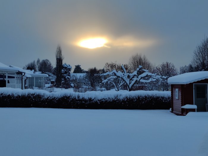 Vintersolnedgång över snötäckt trädgård med trädstammar och en röd stuga.