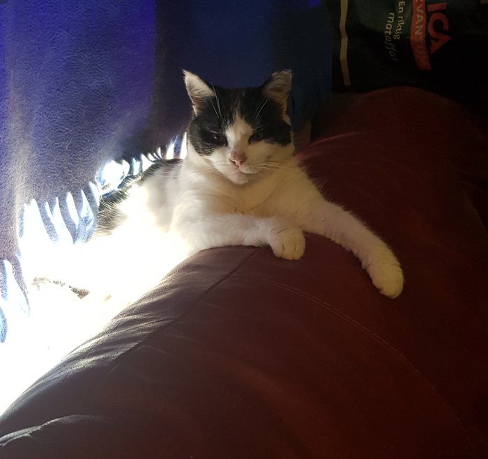 Svartvit katt ligger på en soffa i solskenet, ser avslappnad ut.