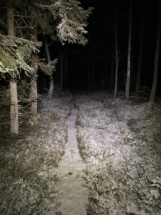 Snötäckt skogsstig belyst nattetid med träd på sidorna.