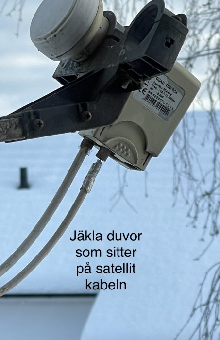 Parabolantenn med en LNB och kablar som har spillning från fåglar på sig.