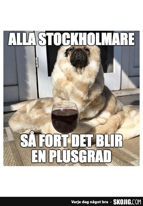 Mops iklädd fuskpäls sitter avslappnat med ett glas vin i solljus med humortext om stockholmare och plusgrader.