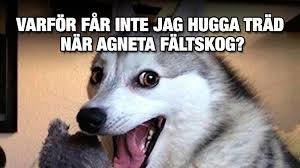 En Siberian Husky med öppen mun och texten "Varför får inte jag hugga träd när Agneta Fältskog?