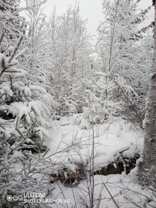 Snötäckta träd och buskar i en tät skog markerar svårigheten med grotuttag vid röjning.