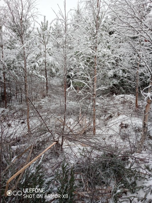 Tätskog med ungträd och buskar täckt av snö, vilket visar möjlig komplexitet vid röjning.