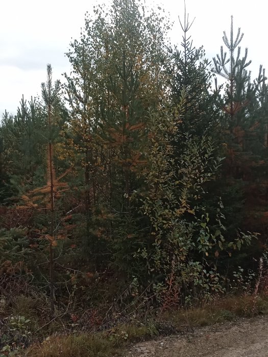 Ung skog med blandade trädarter i olika storlekar och höstfärger.