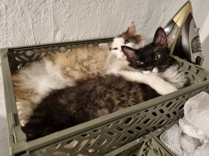 Två katter som ligger tätt ihop i en plastkorg i en tvättstuga.