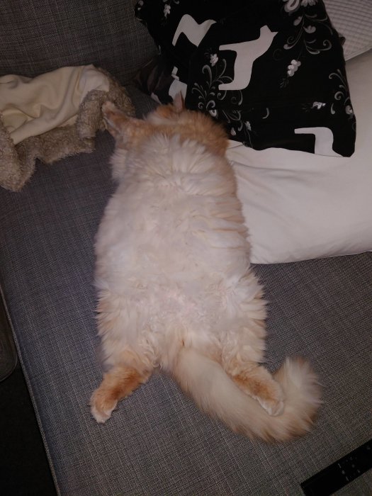 En orangevit katt sover på rygg på en soffa med en kudde och filt.