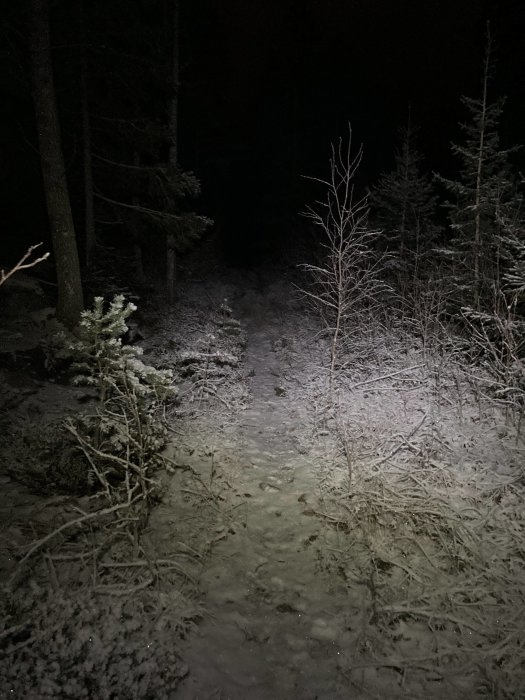Ljuset från en ficklampa lyser upp en skogsväg täckt med ett tunt lager snö på natten.