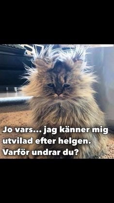 Långhårig katt med rufsigt päls ser trött ut, text: "Jo vars... jag känner mig utvilad efter helgen. Varför undrar du?