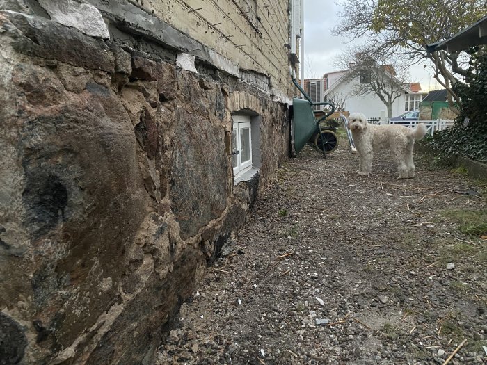 Renoverad naturstensgrund på ett hus från 1800-talet med synliga stenar och en hund i förgrunden.