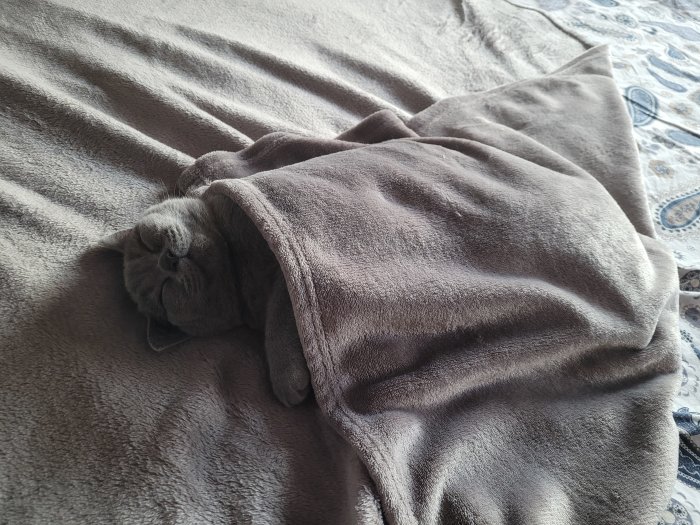 En grå katt sover inbäddad i en matchande filt på en säng.