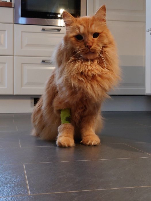 En röd långhårig katt med grönt bandage på framtass sittande på ett köksgolv