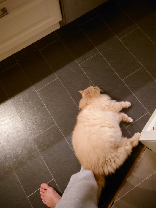 En orange katt ligger på ett mörkt klinkergolv i ett kök, bredvid en persons fötter.