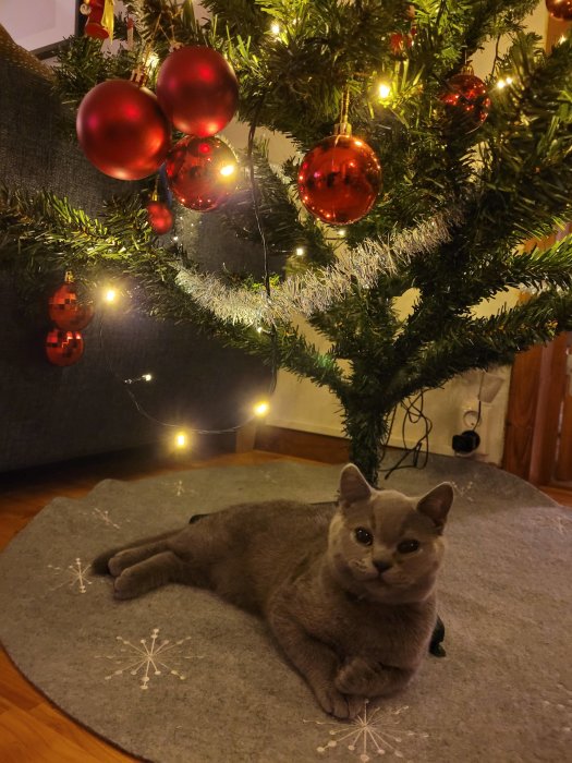 En kattunge ligger lugnt under en julgran dekorerad med röda kulor och ljusslingor.