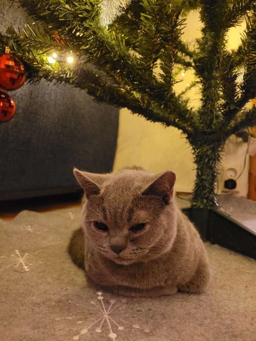 Kattunge sitter lugnt under en julgran med belysning och röda julgranskulor.
