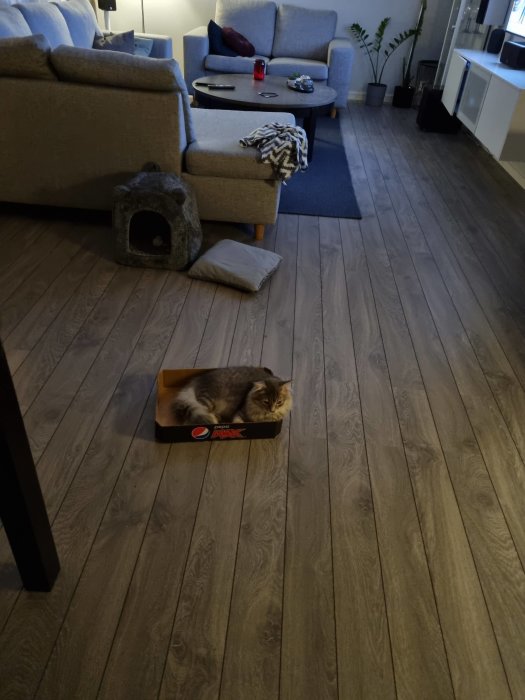 Sibirisk katt ligger i en liten låda på ett trägolv med katthuset och soffa i bakgrunden.