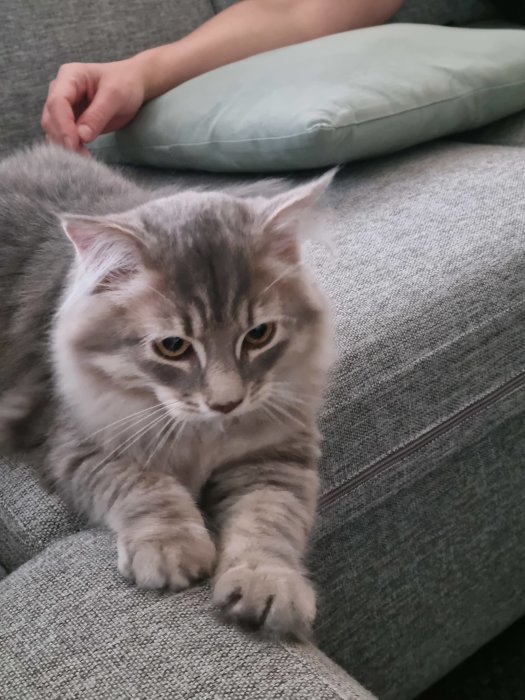 Sibirisk katt med grå päls vilar på en soffkudde, ser avslappnad och fluffig ut.