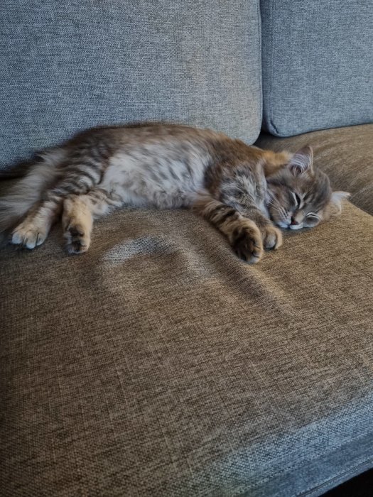 En sibirisk katt sover lugnt på en grå soffa.
