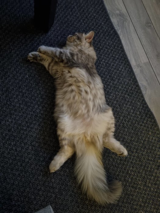 En sibirisk katt som ligger på rygg på en mörk matta, ser avslappnad och nöjd ut.