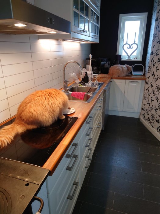 Två katter i ett kök, en på bänk äter och en vid fönster, vit kakelvägg och mörkt golv.