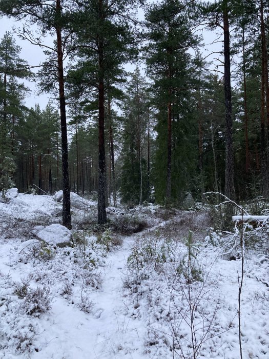 Skog med tallar och lätt snötäcke på marken och vegetation.