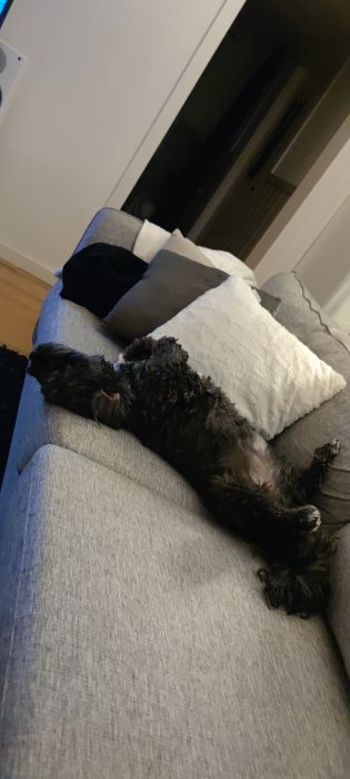 Svart hund sover avslappnat på en grå soffa med kuddar.