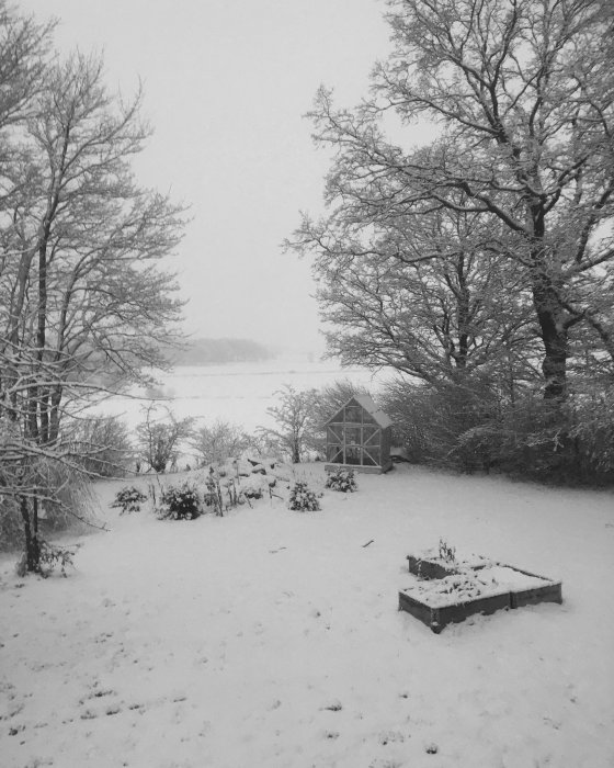 Vinterträdgård med snötäckt mark, träd och växthus i Skåne.