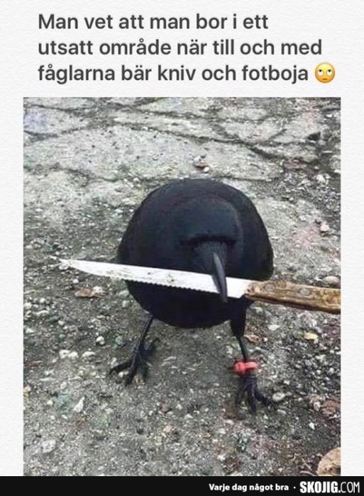 Fågel som ser ut att bära en kniv i näbben och en fotboja på ena benet på en grusyta.