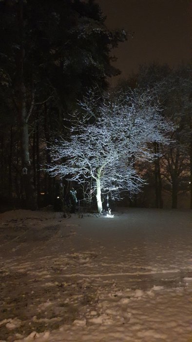 Träd med snötäckta grenar belyst av markbelysning på en mörk vinterkväll.