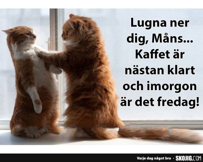 Två katter vid ett fönster, en står på bakbenen och texten säger "Lugna ner dig, Måns... Kaffet är nästan klart och imorgon är det fredag!