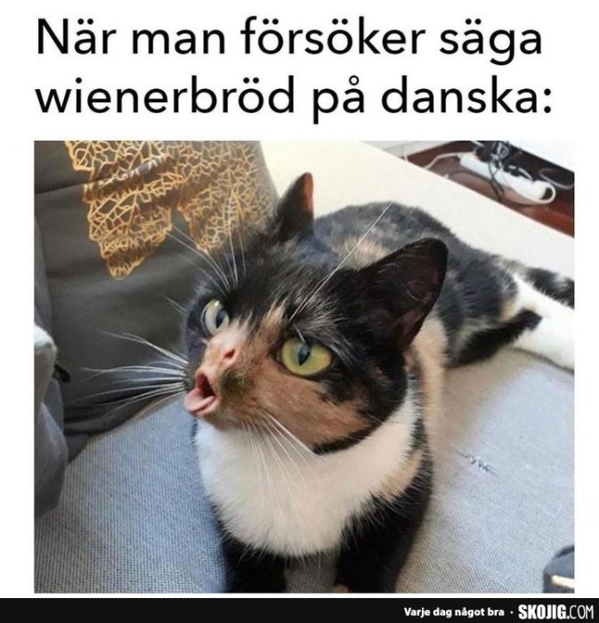 Skämtsamt foto av en katt med tungan ute, tittar förvirrat uppåt, texten antyder humoristiskt språksvårigheter.