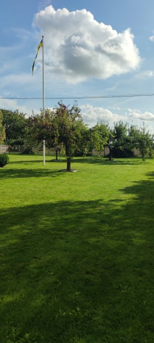 En välskött gräsmatta med ett äppelträd i förgrunden och en svensk flagga som vajar på en stolpe under en molnig himmel.