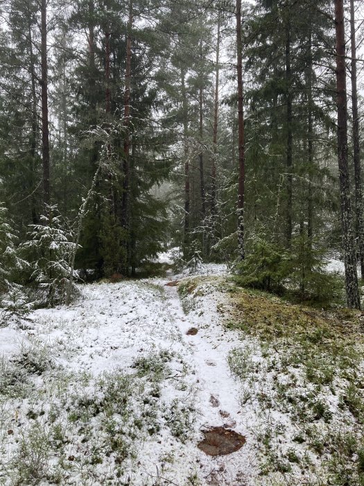 Snötäckt stig genom en barrskog med tunn vintersnö på grenarna.