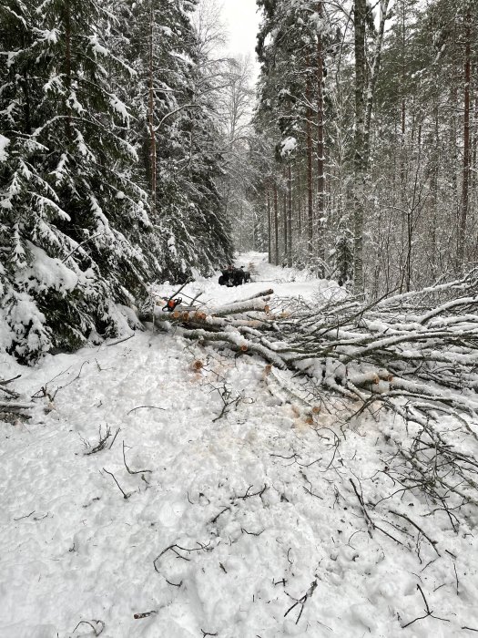 Nedfallna träd över en snötäckt skogsväg efter vinterstorm.