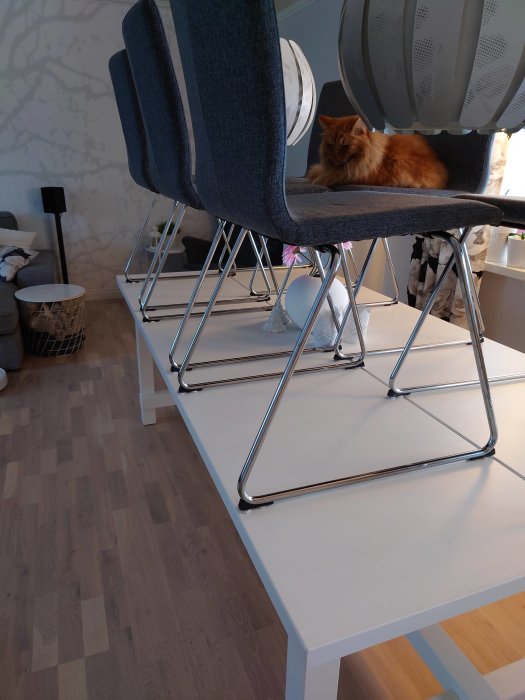 Röd katt som ligger på en grå stol ovanpå ett vitt bord för att undvika dammsugaren.