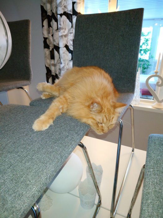 En orange katt som sover på ryggstödet till en stol, godt beskyddad från dammsugare.
