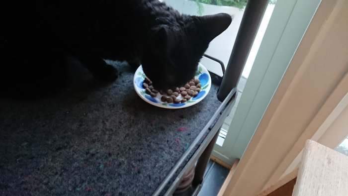 Svart katt äter ur en matplats på ett grått golv inomhus.