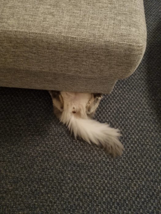 En katt döljer sig under en soffa med enbart tassarna och svansen synliga.