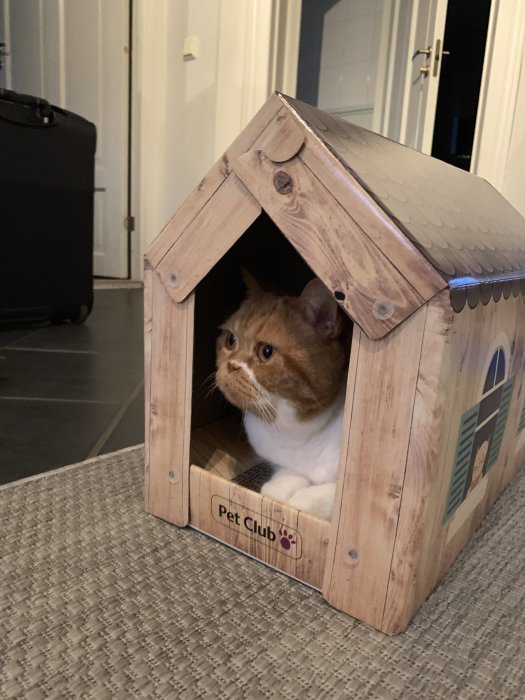 Röd och vit katt sitter inne i ett litet trähus märkt 'Pet Club'.