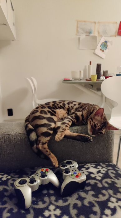 En sömnig bengalkatt, Maui, som vilar på en soffa bredvid tv-spelshandkontroller.