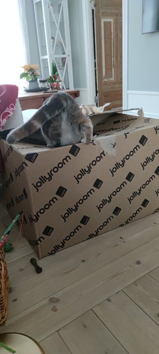 Katt klättrar in i en kartong från Jollyroom, endast bakben och svans synliga.
