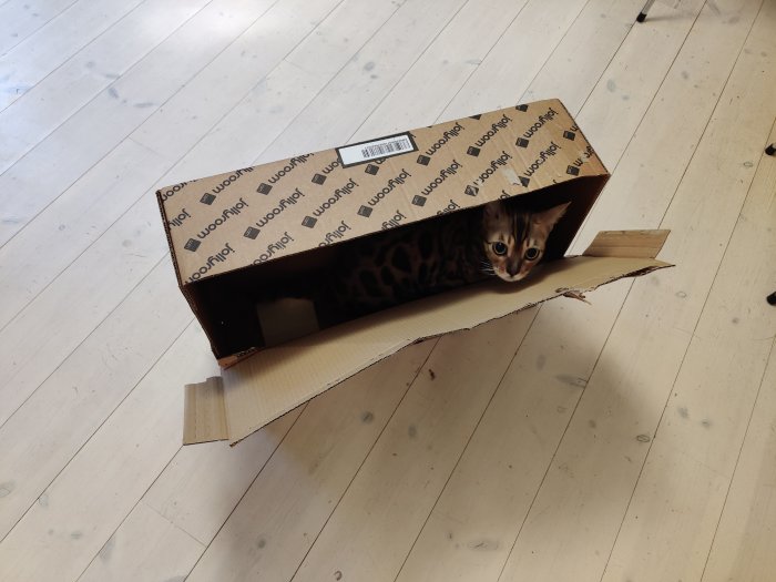 Katt gömmer sig i en omvänd kartong på ett trägolv.