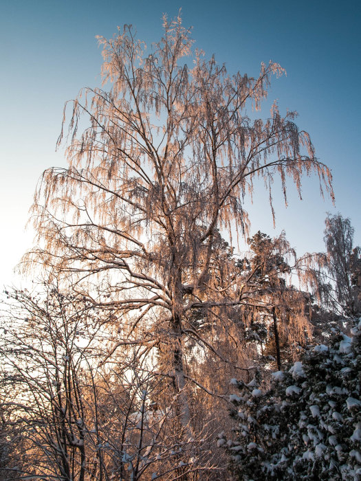 Ett äldre träd med en tredelad topp täckt med frost, mot en klar himmel i vintersoluppgång.